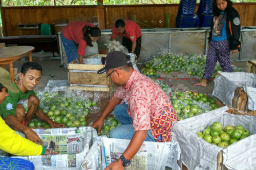 Hari Ini, Pengiriman Buah Bojonegoro Perdana ke Carrefour